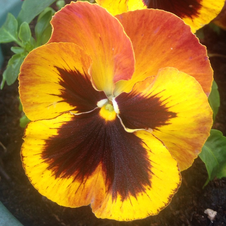 plant image 234711