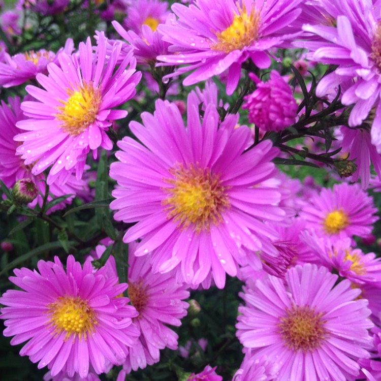 Plant image Aster x frikartii 'Mönch'