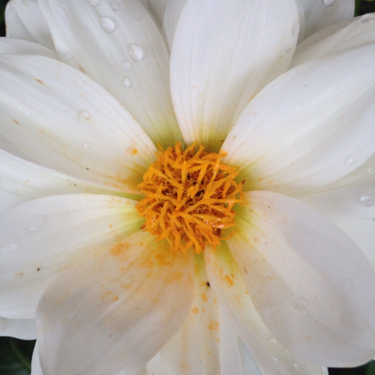Plant image Dahlia 'Gallery Art Fair'