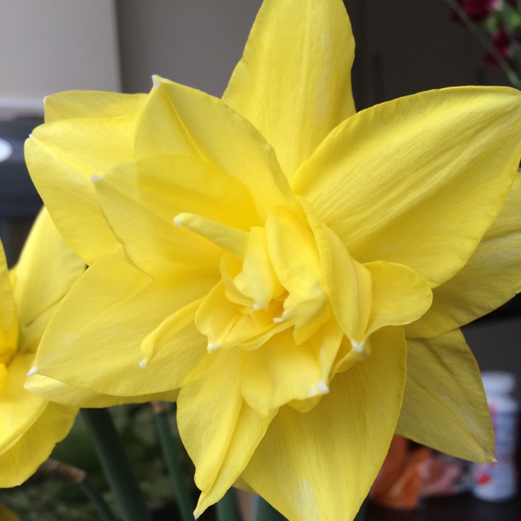 Plant image Narcissus 'Golden Ducat'