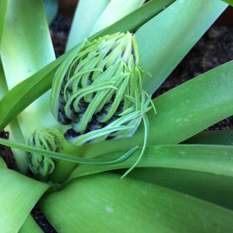 plant image 373735 plant image 373735