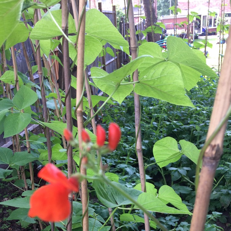 plant image 481023