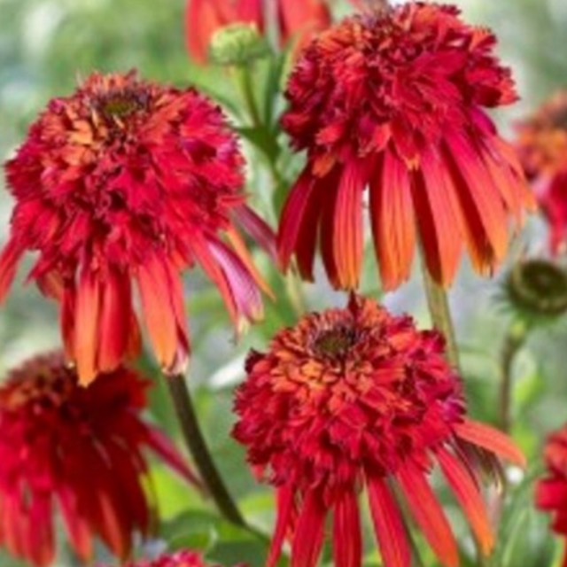 plant image 485511