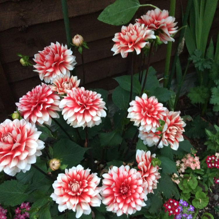 plant image 494377