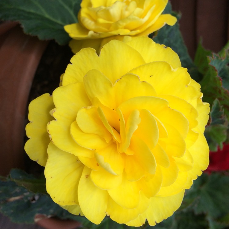 Plant image Begonia 'Nonstop Mocca Yellow' (Nonstop Mocca Series)