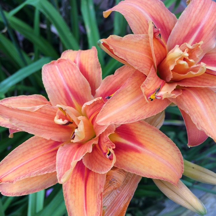 plant image 503698
