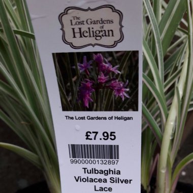 Tulbaghia violacea 'Silver Lace' syn. Tulbaghia violacea 'Variegata'