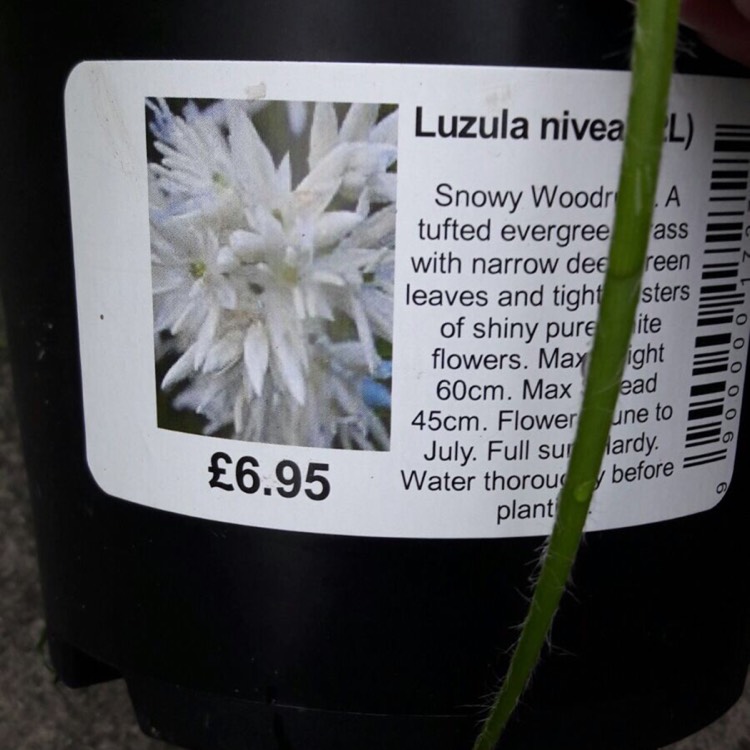 plant image 519396