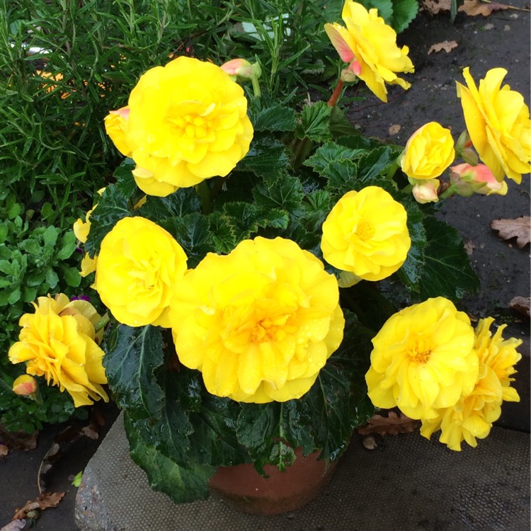 Plant image Begonia 'Nonstop Mocca Yellow' (Nonstop Mocca Series)