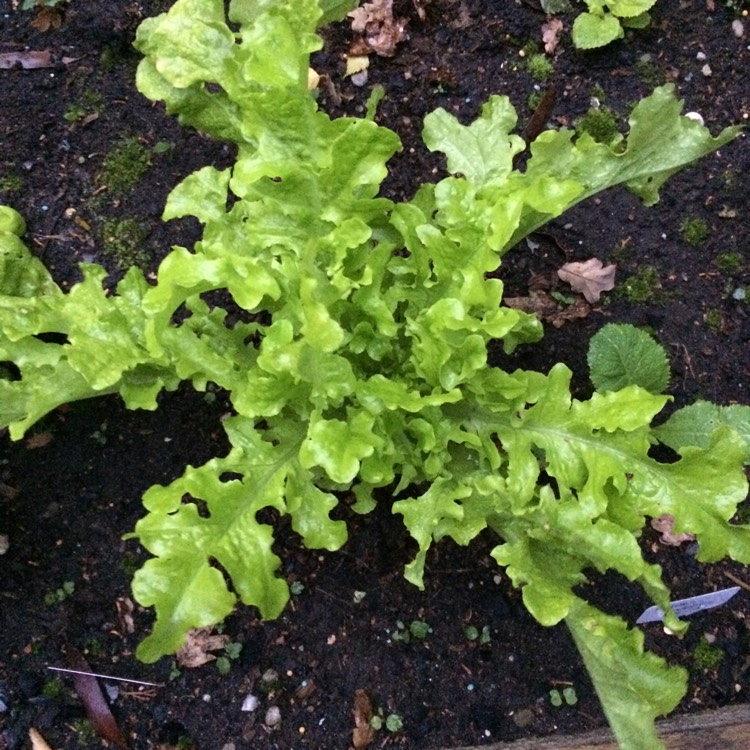 plant image 548020