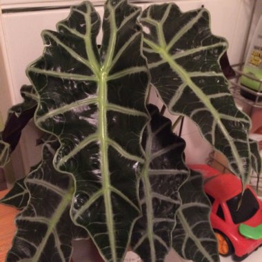 Alocasia