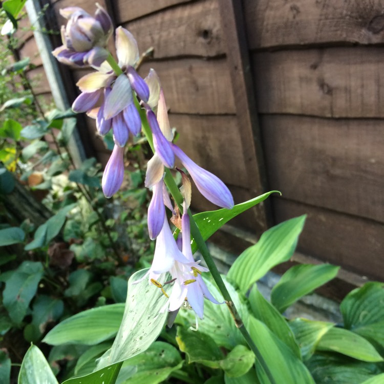 plant image 558006 plant image 558006