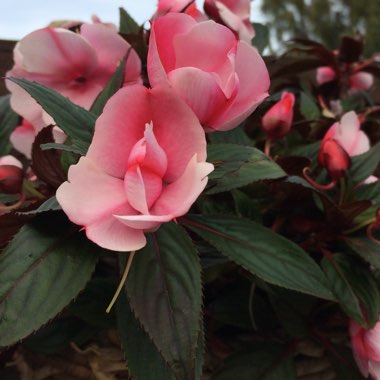 Impatiens walleriana
