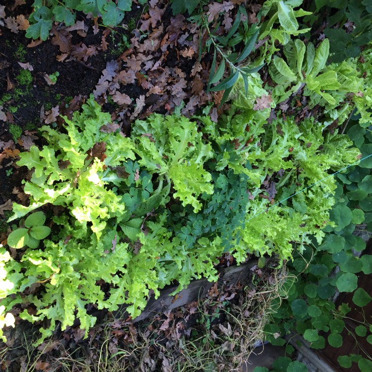 plant image 575487