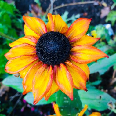 Rudbeckia 'Et Rdb 02' (Summerina Series)