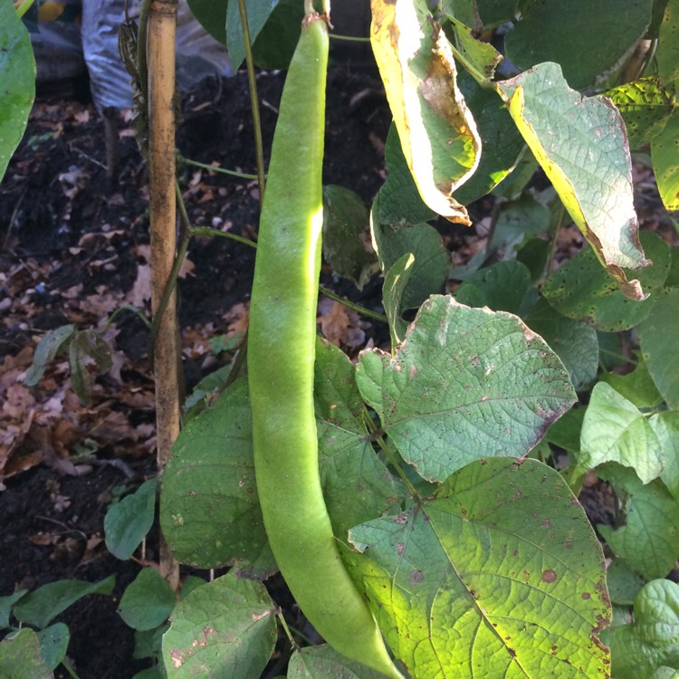plant image 578212