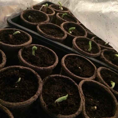 Vicia Faba 'De Monica'
