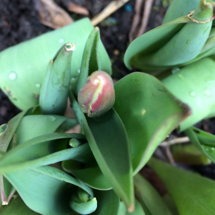 plant image 628121 plant image 628121