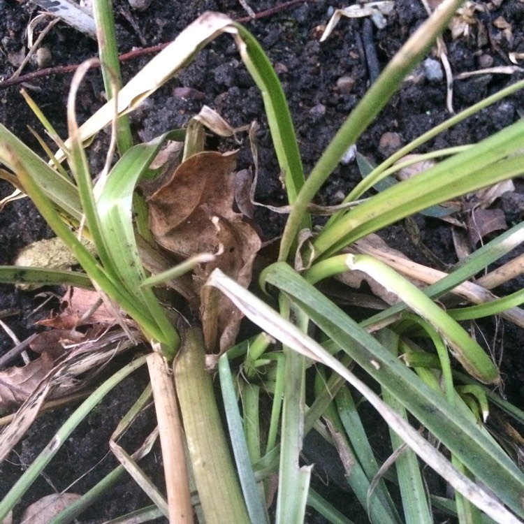 plant image 636741 plant image 636741