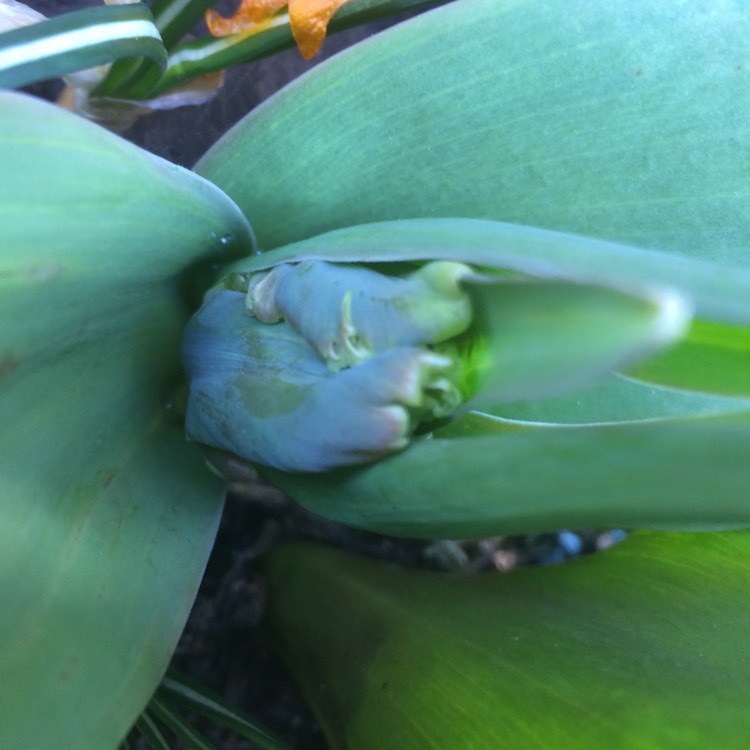 plant image 637509 plant image 637509