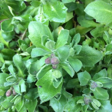 Aubrieta
