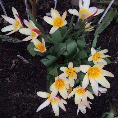 Tulipa