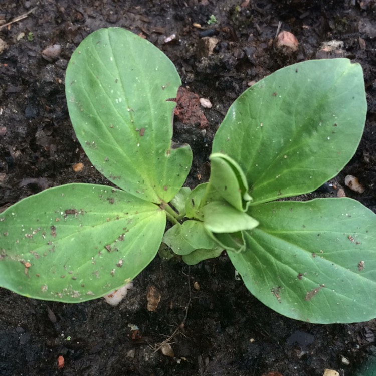plant image 646787 plant image 646787