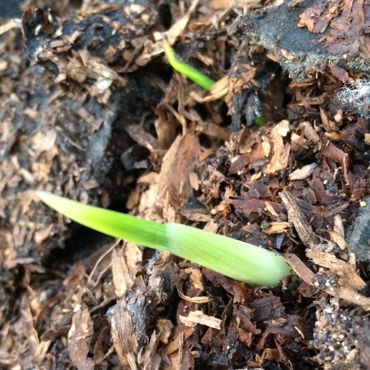 plant image 650227