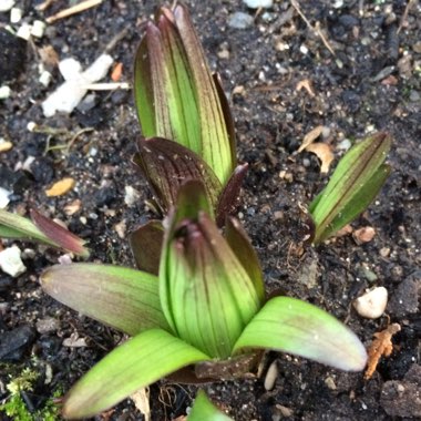 Lilium 'Monte Negro'