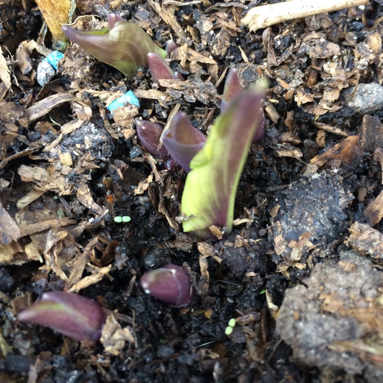 plant image 663754 plant image 663754