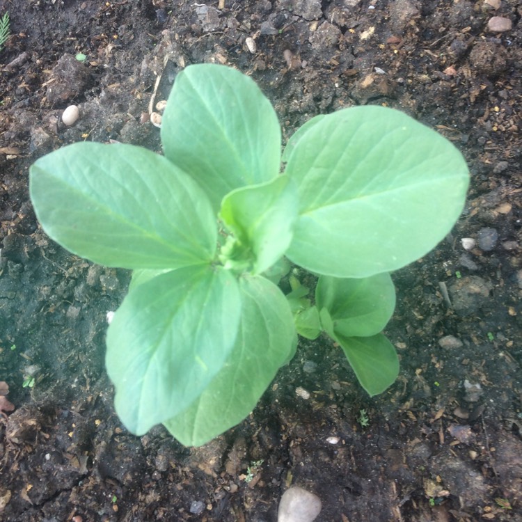plant image 664807 plant image 664807