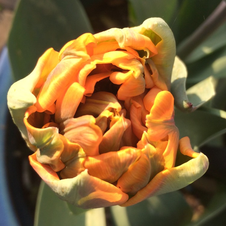 plant image 667586 plant image 667586