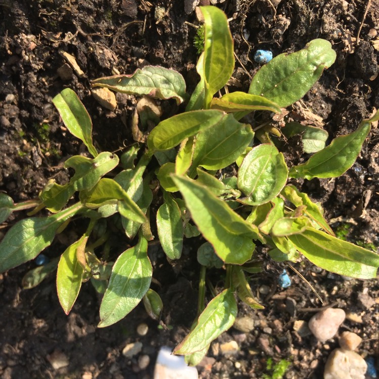 plant image 667589 plant image 667589