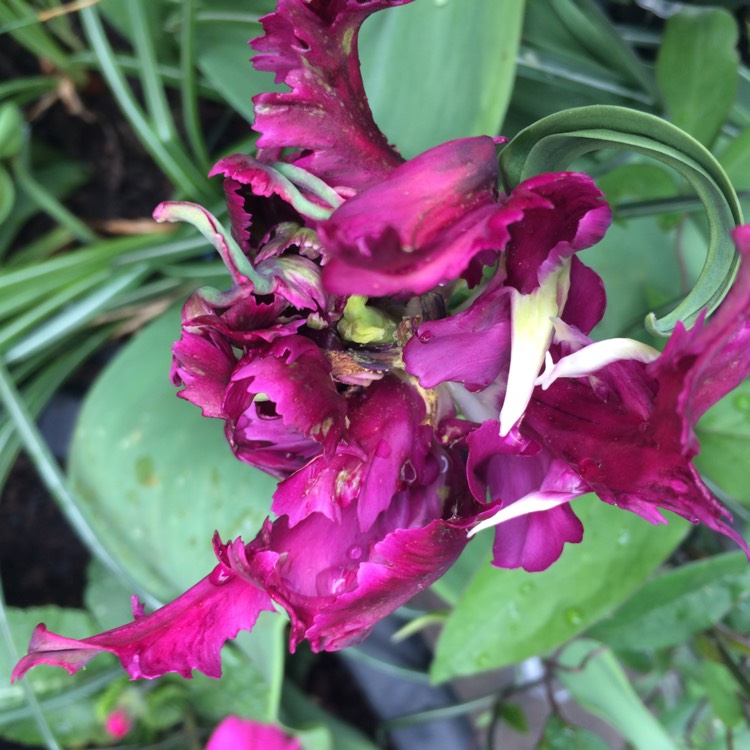 plant image 671177 plant image 671177