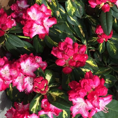 Rhododendron 'President Roosevelt'