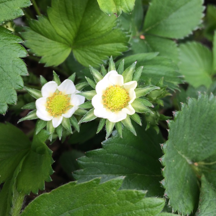 plant image 683312 plant image 683312