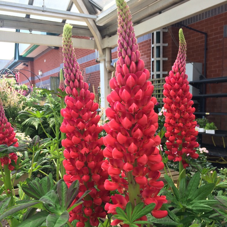 Plant image Lupinus 'Beefeater'