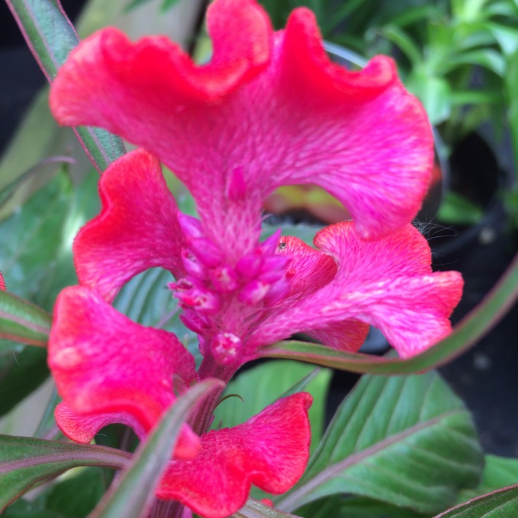 plant image 707437