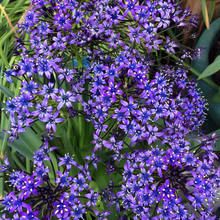 plant image 709609 plant image 709609