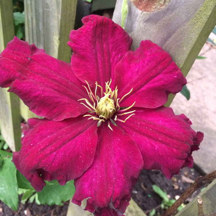 plant image 721255 plant image 721255