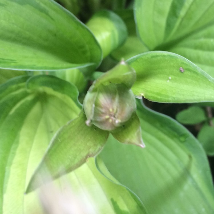 plant image 729267 plant image 729267