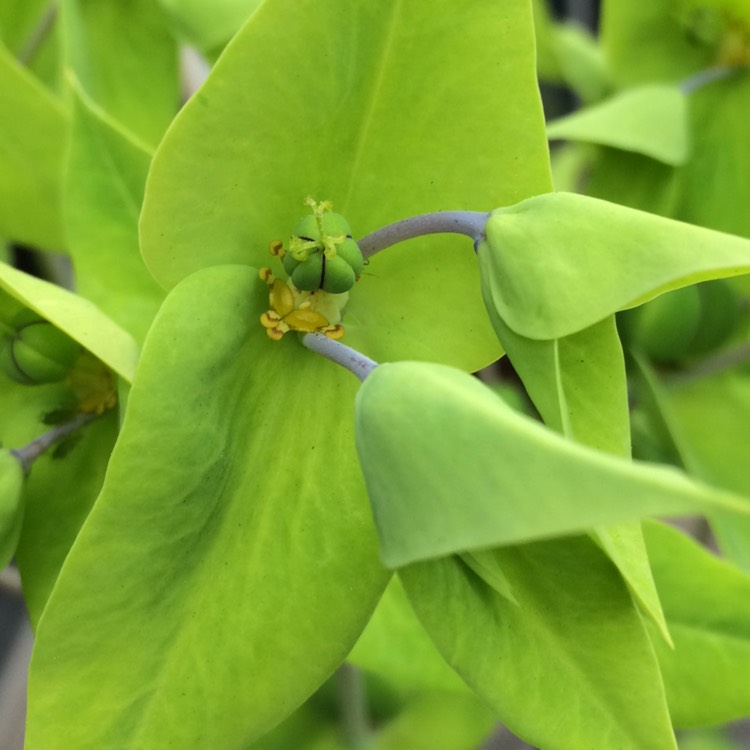 Plant image Euphorbia
