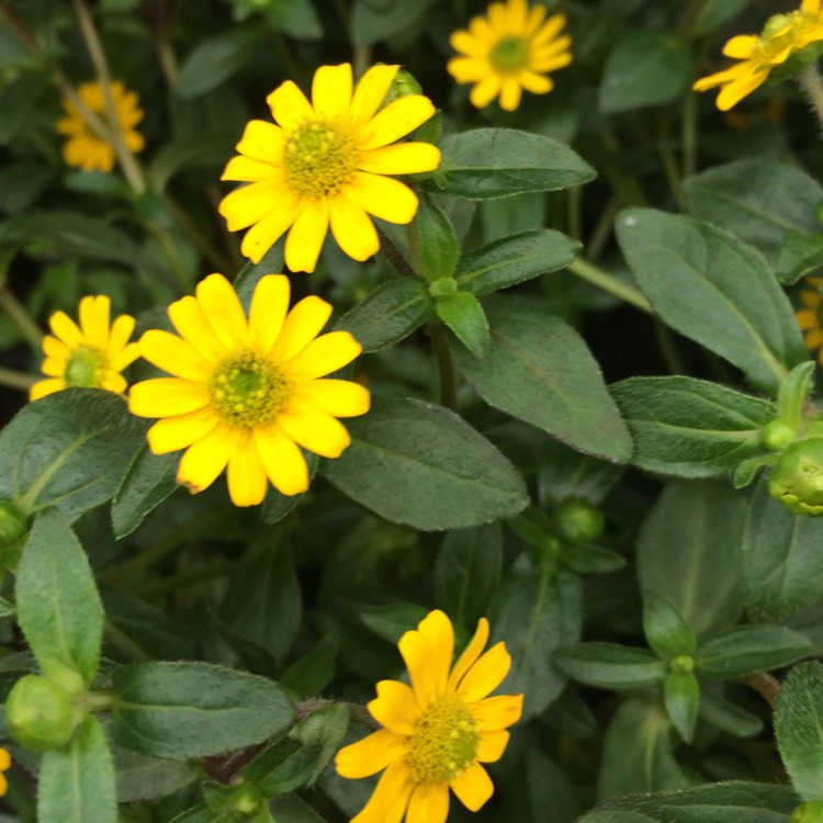 Plant image Sanvitalia procumbens