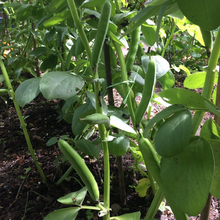 plant image 745506 plant image 745506