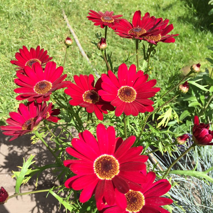 Plant image Argyranthemum 'Grandaisy Red'