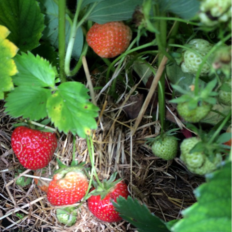 plant image 754488 plant image 754488