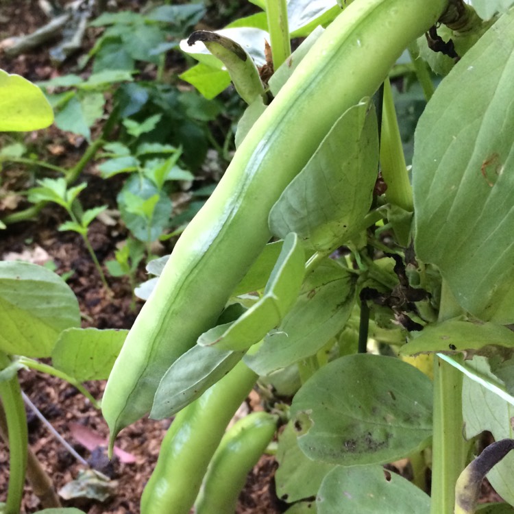 plant image 767290 plant image 767290