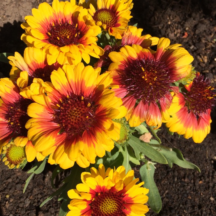 plant image 769300
