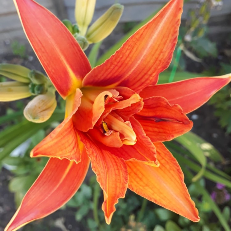 plant image 770253