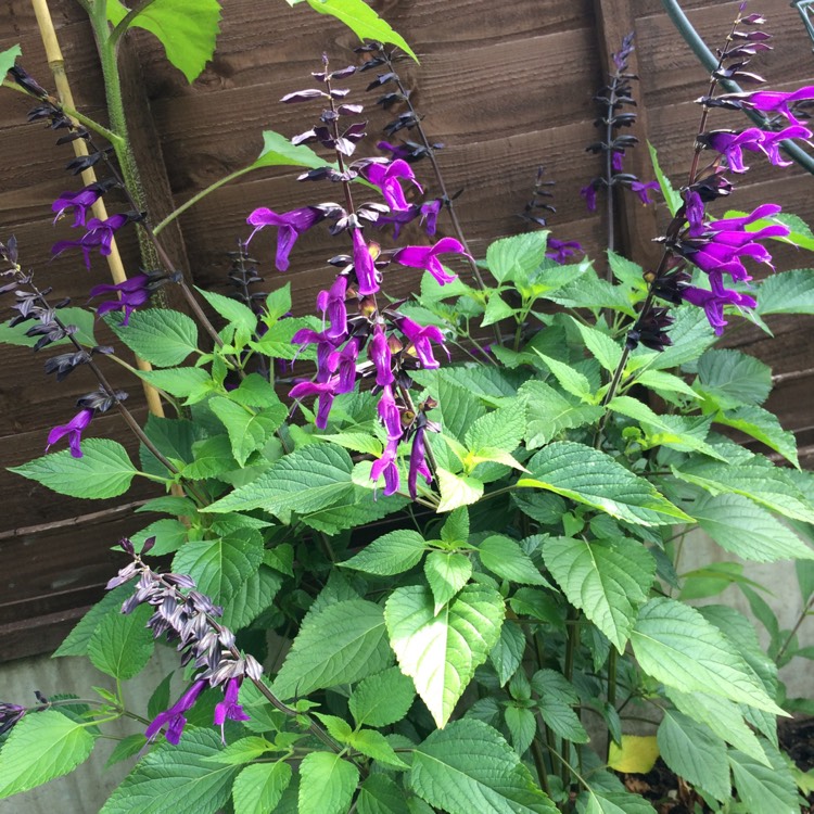 plant image 771494 plant image 771494